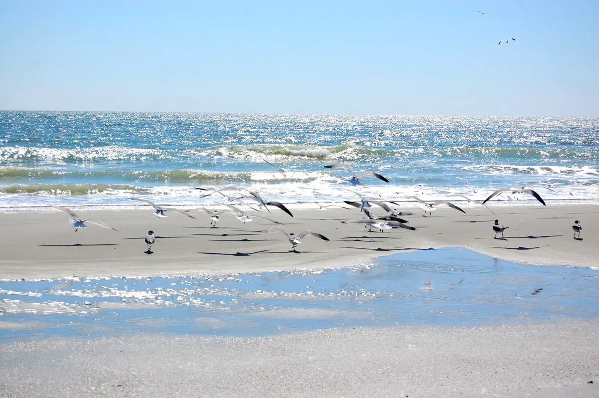 A serene stretch of quiet beach at sunrise, with gentle ocean waves, reflective wet sand, and a flock of seagulls. The calm and uncrowded shoreline invites long, relaxing walks and a sense of tranquility.